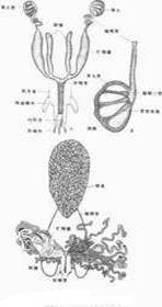 雄性性生殖系统结构(点击放大)