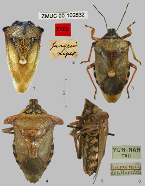 C:\Users\QingZhao\Desktop\Zhao et al MS Pinthaeus plate 1.jpg